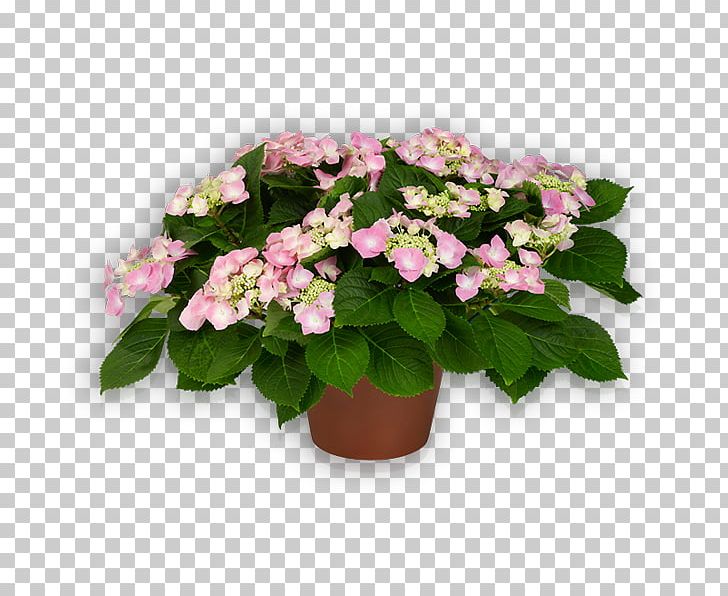 Hydrangea Flower Flying Discs Pink Plant PNG, Clipart, Annual Plant, Blue, Cornales, Flower, Flowering Plant Free PNG Download
