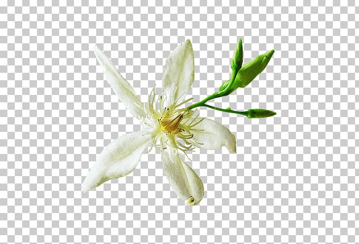 Organic Food Organic Mineral Organic Certification PNG, Clipart, Curry Leaves, Flower, Flowering Plant, Food, Genetically Modified Organism Free PNG Download