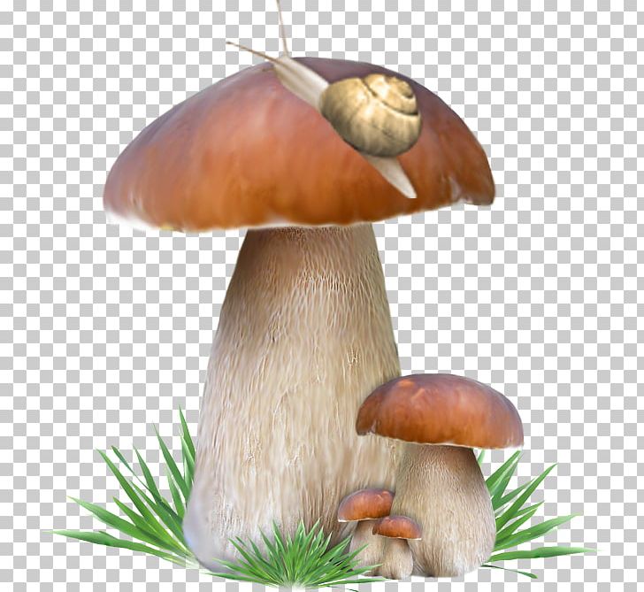 Penny Bun Mushroom PNG, Clipart, Animals, Computer Graphics, Download, Edible Mushroom, Email Free PNG Download