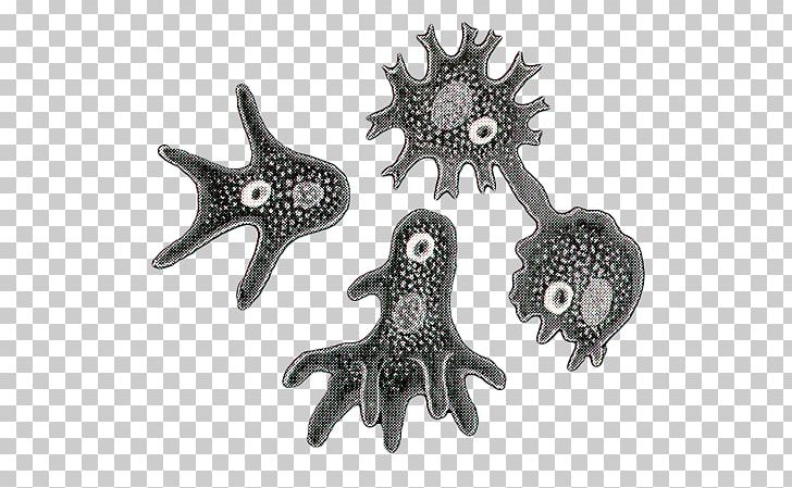 Starfish Body Jewellery Silver PNG, Clipart, Animals, Body Jewellery, Body Jewelry, Invertebrate, Jewellery Free PNG Download