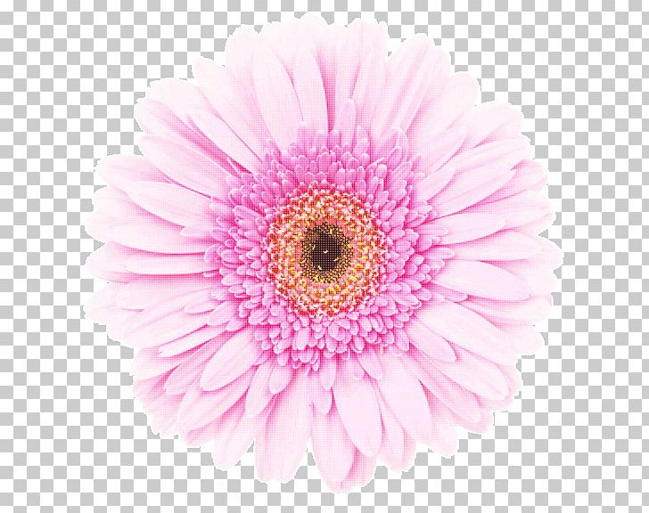Transvaal Daisy Pink White Stock Photography Red PNG, Clipart, Annual Plant, Aster, Chrysanthemum, Chrysanths, Closeup Free PNG Download
