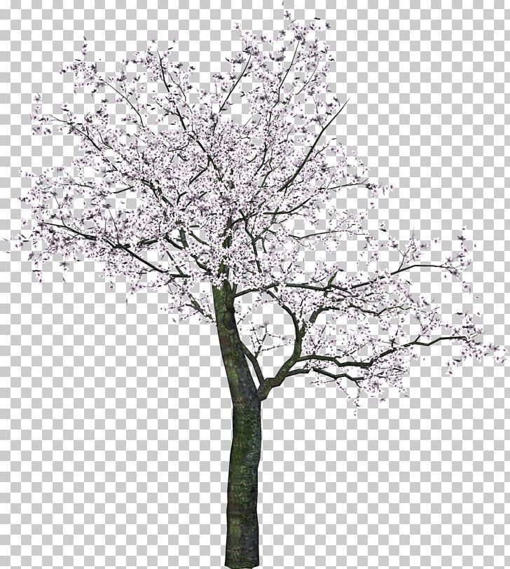 Tree Branch PNG, Clipart, Blossom, Branch, Cherry Blossom, Flower, Image File Formats Free PNG Download