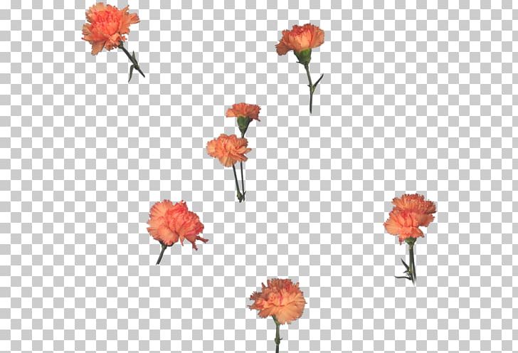 Garden Roses DJ Spice T Deep Session (Part 2) Floral Design Flower PNG, Clipart, Artificial Flower, Cicek, Cicekler, Cut Flowers, Flora Free PNG Download