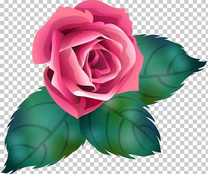 Makhachkala Garden Roses Spa Flower Kizlyar PNG, Clipart, Color, Cosmetology, Cut Flowers, Flower, Flower Bouquet Free PNG Download