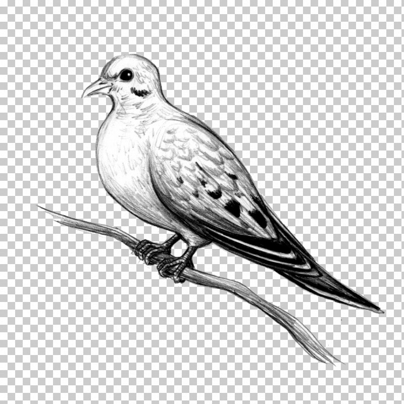 Bird Beak American Mourning Dove Drawing Stock Dove PNG, Clipart, American Mourning Dove, Beak, Bird, Drawing, Perching Bird Free PNG Download