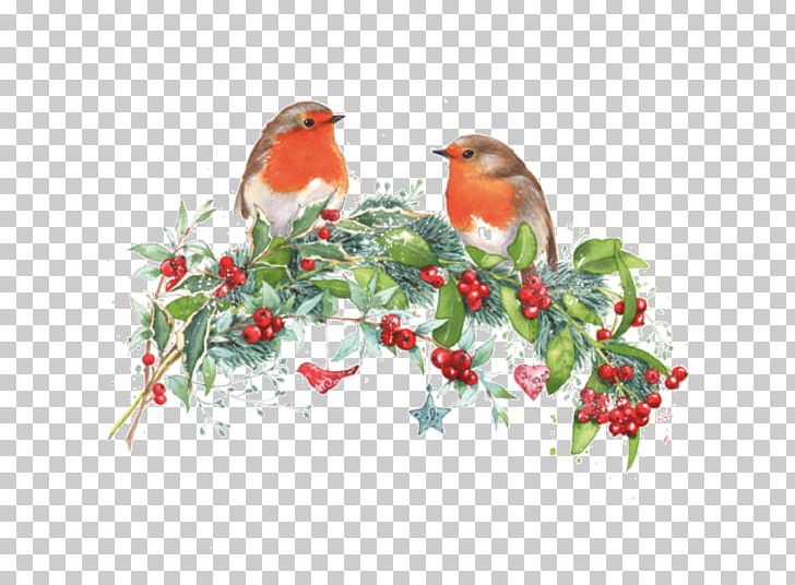 Christmas Robin Drawing Pin PNG, Clipart, Beak, Bird, Branch, Cardinal, Christmas Card Free PNG Download