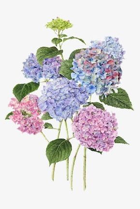 Hand-painted Hydrangea PNG, Clipart, Flowers, Green, Green Leaves, Hand Painted, Hand Painted Clipart Free PNG Download