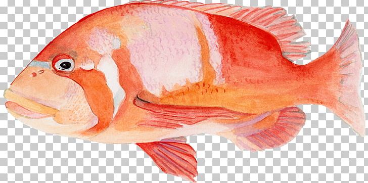 Northern Red Snapper False Bay Tilapia Chrysoblephus Laticeps Salmon PNG, Clipart, Bony Fish, Bony Fishes, Bream, Chrysoblephus Gibbiceps, Diversity Of Fish Free PNG Download