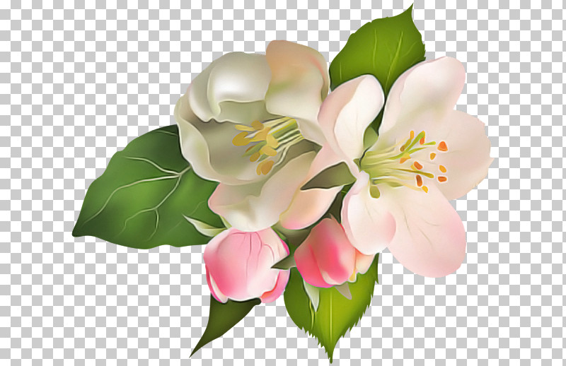 Lily Of The Incas Cut Flowers Petal Flower PNG, Clipart, Cut Flowers, Flower, Lily Of The Incas, Petal Free PNG Download