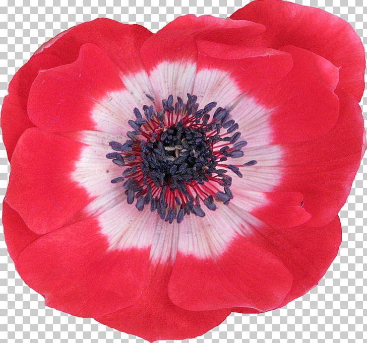 Anemone Petal PNG, Clipart, Anemone, Flores, Flower, Flowering Plant, Miscellaneous Free PNG Download