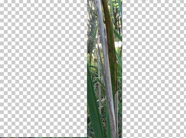 Bamboo Tree Plant Stem Family PNG, Clipart, Bamboo, Family, Grass, Grasses, Grass Family Free PNG Download