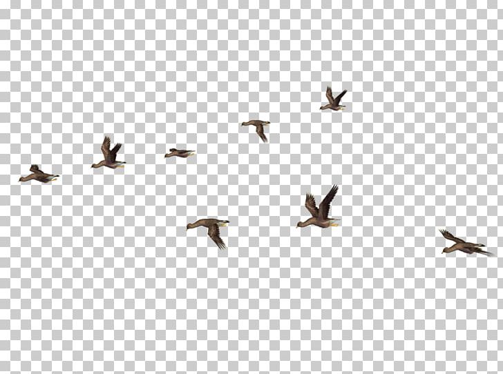 Bird Flight PNG, Clipart, Animal Migration, Animals, Beak, Bird, Bird Flight Free PNG Download