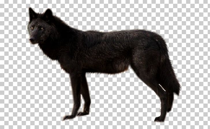 Dog Black Wolf PNG, Clipart, Animals, Arctic Wolf, Black Wolf, Canidae, Canis Free PNG Download