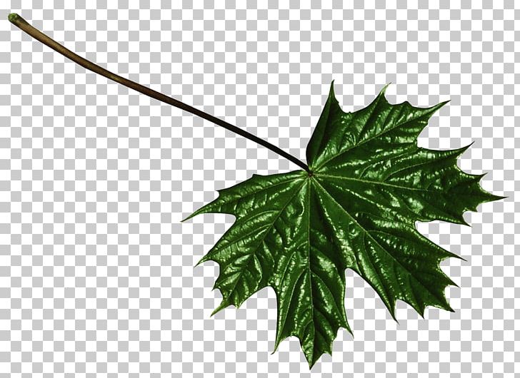 Maple Leaf PNG, Clipart, Branch, Condiment, Flavor, Food, Herb Free PNG Download