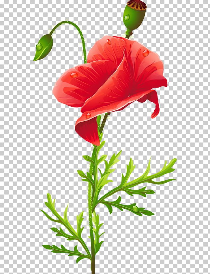 Poppy Flower Red PNG, Clipart, Color, Coquelicot, Cut Flowers, Download, Flora Free PNG Download