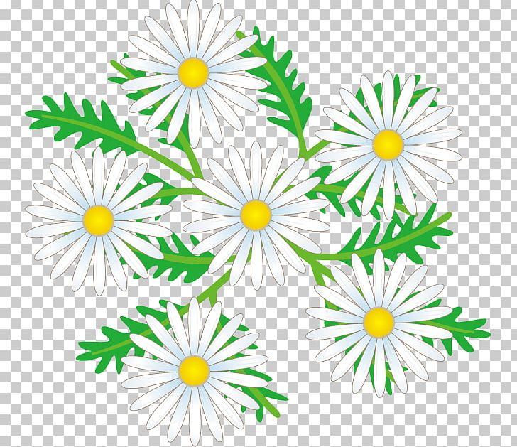 Common Daisy Oxeye Daisy Cut Flowers Floral Design Chrysanthemum PNG, Clipart, Artwork, Aster, Chamaemelum Nobile, Chrysanthemum, Chrysanths Free PNG Download