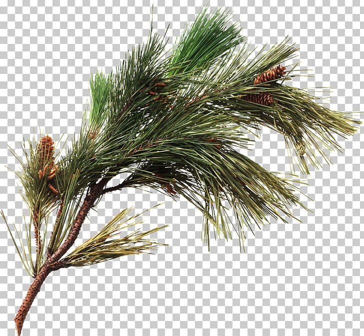 Fir Spruce Conifer Cone Portable Network Graphics PNG, Clipart, Branch, Casuarina, Christmas Day, Christmas Ornament, Christmas Tree Free PNG Download