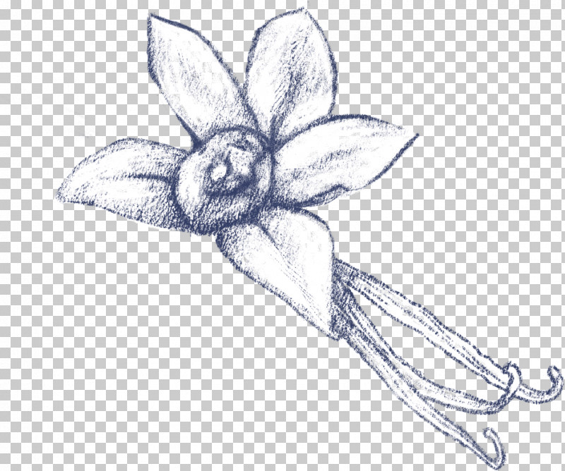 Drawing Plant Sketch Flower Narcissus PNG, Clipart, Drawing, Flower, Narcissus, Plant Free PNG Download