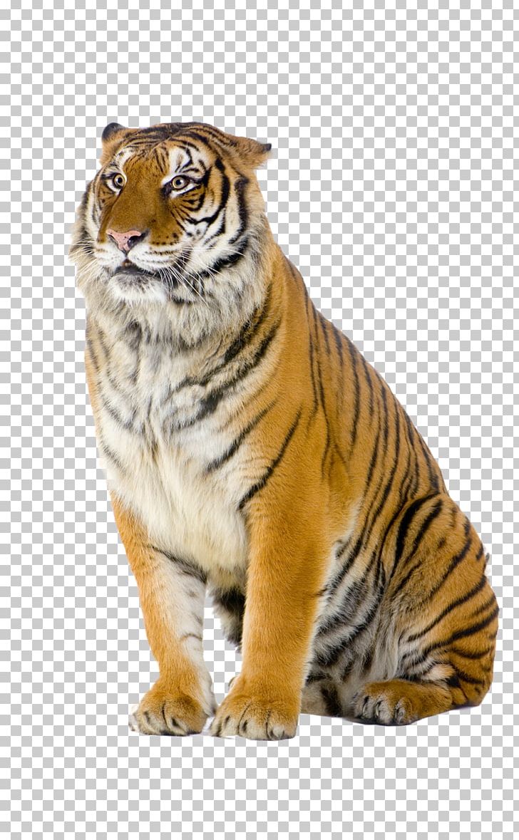 Bengal Tiger Cat Stock Photography PNG, Clipart, Animals, Bengal Tiger, Big Cats, Carnivoran, Cat Free PNG Download