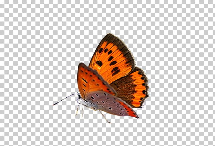 Butterfly Dither PNG, Clipart, Animation, Arthropod, Blue Butterfly, Brush Footed Butterfly, Butterflies Free PNG Download