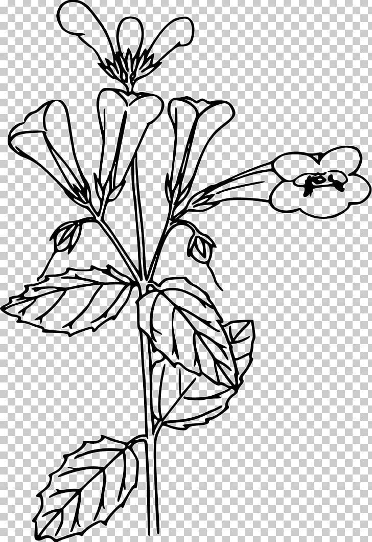 Line Art Black And White PNG, Clipart, Art, Beardtongue, Black And White, Branch, Coloring Book Free PNG Download