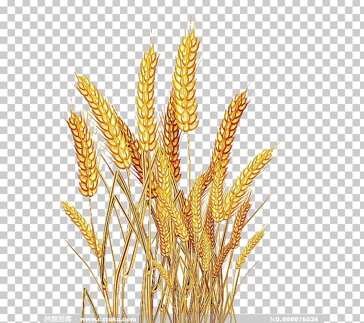 Emmer Rice Oryza Sativa Cereal PNG, Clipart, Brown Rice, Bumper, Cereal Germ, Commodity, Crop Free PNG Download