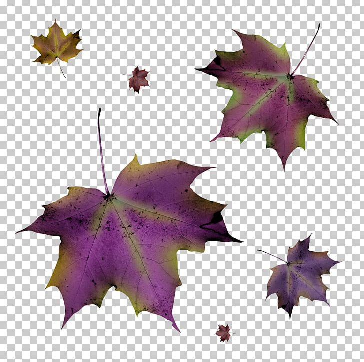purple leaf clip art