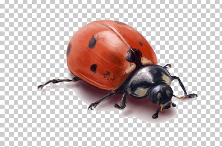 MPEG-4 Part 14 Odakuzhal PNG, Clipart, Anand, Arthropod, Beetle, Download, Insect Free PNG Download