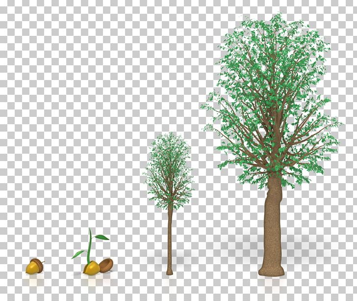 Tree Oak Wood Plants PNG, Clipart, Branch, Budget, Business Development, Commodity, Diagram Free PNG Download
