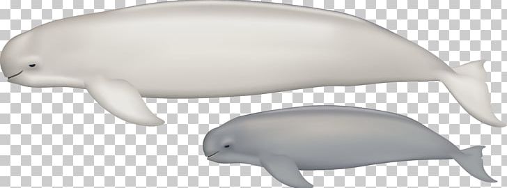 Tucuxi Common Bottlenose Dolphin Porpoise Fauna Marine Biology PNG, Clipart, Animal, Animal Figure, Animals, Become, Biology Free PNG Download