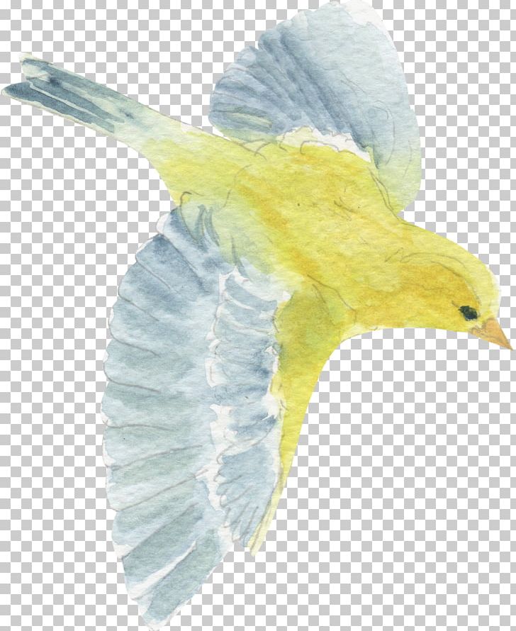 Bird Yellow Beak PNG, Clipart, Animal, Animals, Beak, Bird, Blue Free PNG Download