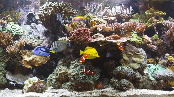 Blu-ray Disc Reef Aquarium Coral Reef PNG, Clipart, 1080p, Aquarium, Bluray Disc, Coral, Coral Reef Free PNG Download