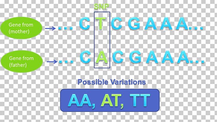 Single-nucleotide Polymorphism Genetic Variation Genetics Nucleic Acid Sequence PNG, Clipart, Angle, Area, Blue, Brand, Color Free PNG Download