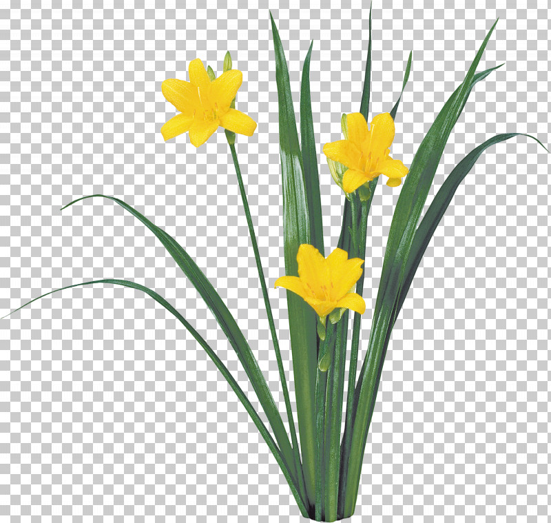 Flower Plant Yellow Narcissus Petal PNG, Clipart, Amaryllis Family, Crocus, Cut Flowers, Flower, Narcissus Free PNG Download