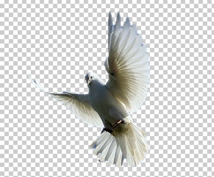 Beak Fauna Feather Verse Life PNG, Clipart, Animals, Beak, Bird, Fauna, Feather Free PNG Download