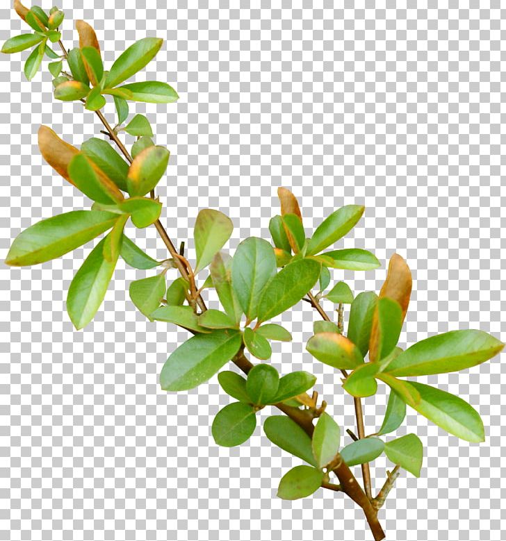 Leaf Branch Tree PNG, Clipart, Branch, Clip Art, Desktop Wallpaper, Digital Image, Flowerpot Free PNG Download