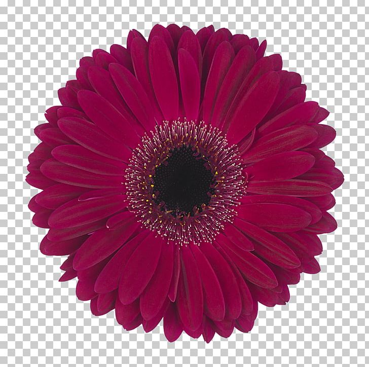 Transvaal Daisy IStock Daisy Family Floristry Stock Photography PNG, Clipart, Chrysanths, Cut Flowers, Daisy Family, Donsje Amsterdam, Floristry Free PNG Download
