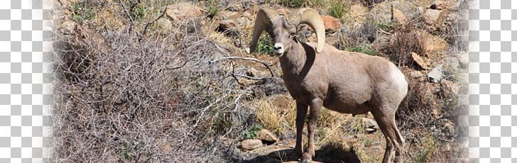Chamois Goat Antelope Wildlife Terrestrial Animal PNG, Clipart, Animal, Animals, Antelope, Chamois, Conservation Free PNG Download