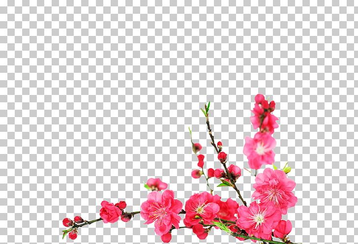 Cherry Blossom Flower Stock Photography PNG, Clipart, Blossom, Branch, Cherry, Cherry Blossom, Cut Flowers Free PNG Download