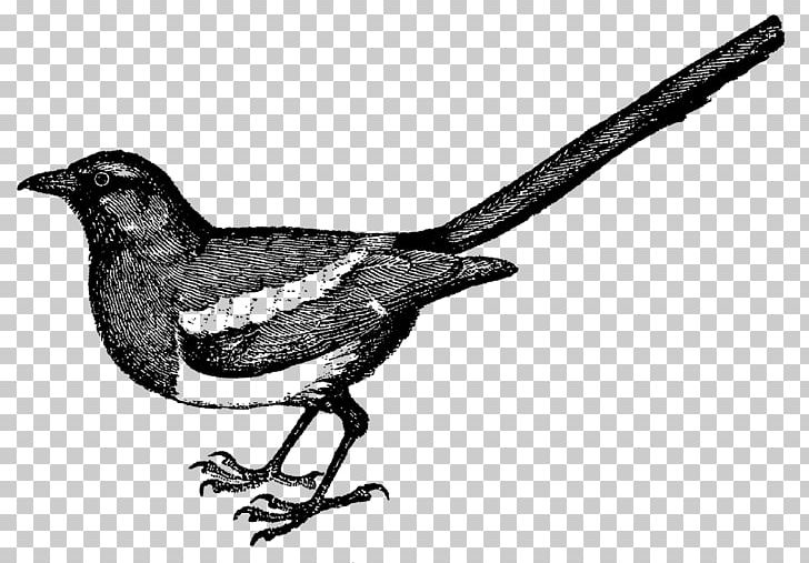 Drawing Bird Finch PNG, Clipart, Animals, Beak, Bird, Bird Nest, Black And White Free PNG Download