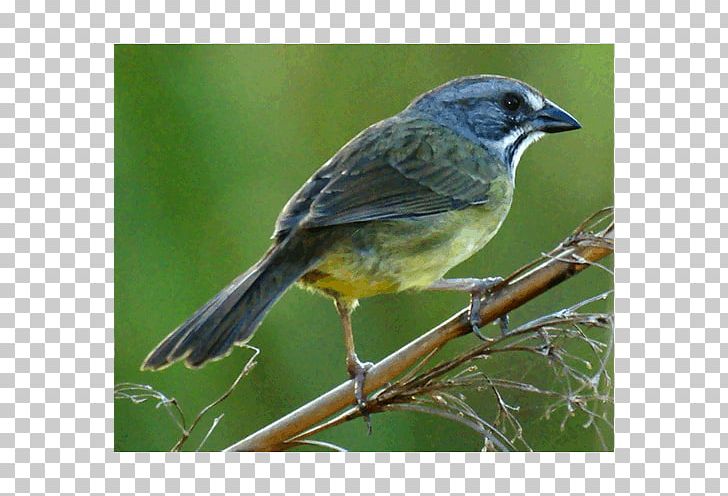 Finch American Sparrows Old World Flycatchers PNG, Clipart, American Sparrows, Animals, Beak, Bird, Emberizidae Free PNG Download