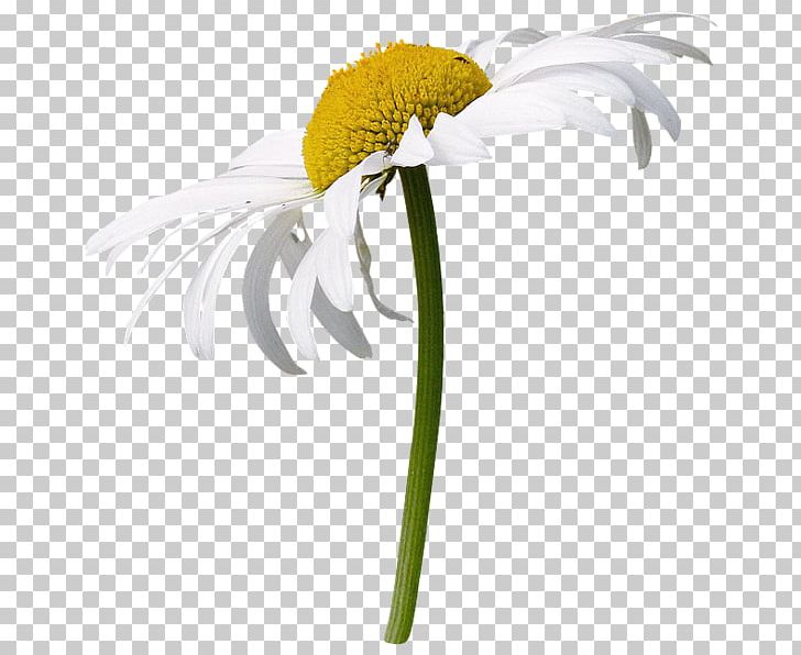 Flower German Chamomile Internet Day Of Russian Family And Love PNG, Clipart, Blossom, Camomile, Coneflower, Cut Flowers, Daisy Free PNG Download