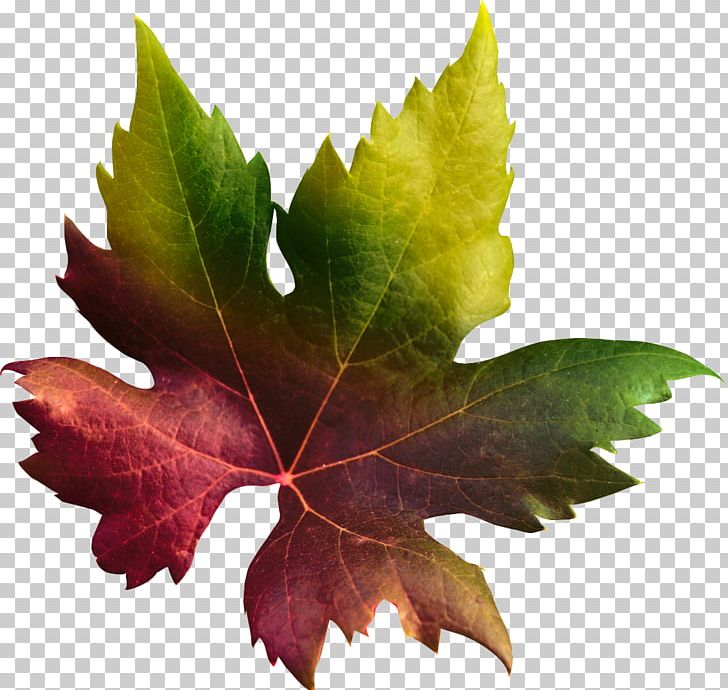 Leaf Photography Maple Leaf PNG, Clipart, Art, Designer, Download, Drawing, Floral Design Free PNG Download
