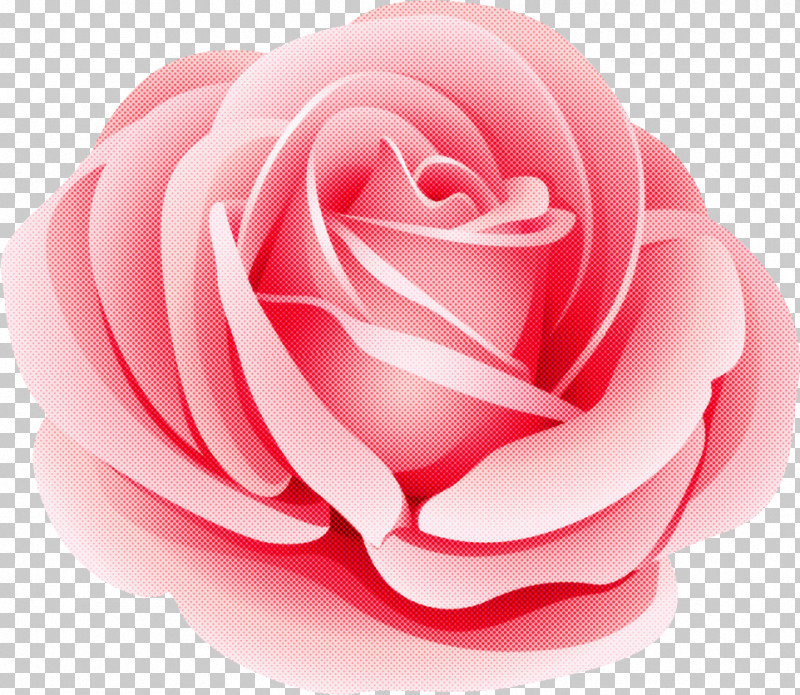 One Flower One Rose Valentines Day PNG, Clipart, Camellia, China Rose, Closeup, Cut Flowers, Floribunda Free PNG Download