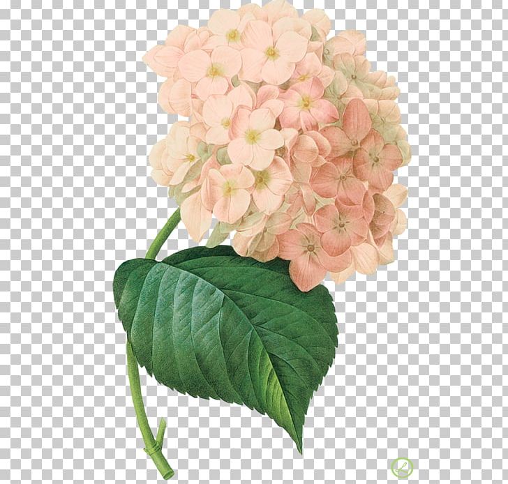 French Hydrangea Botanical Illustration Botany Printmaking Canvas Print PNG, Clipart, Art, Botanical Illustration, Botanical Illustrator, Botany, Canvas Free PNG Download