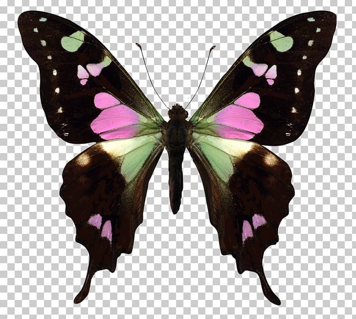 Ulysses Butterfly Insect Graphium Weiskei Earth PNG, Clipart, Arthropod, Babochka, Birdwing, Brush Footed Butterfly, Butterfly Free PNG Download