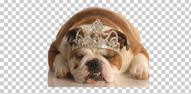 Bulldog Dog–cat Relationship Pug Puppy PNG, Clipart, Animals, Breed, Brindle White, British Bulldogs, Bulldog Free PNG Download