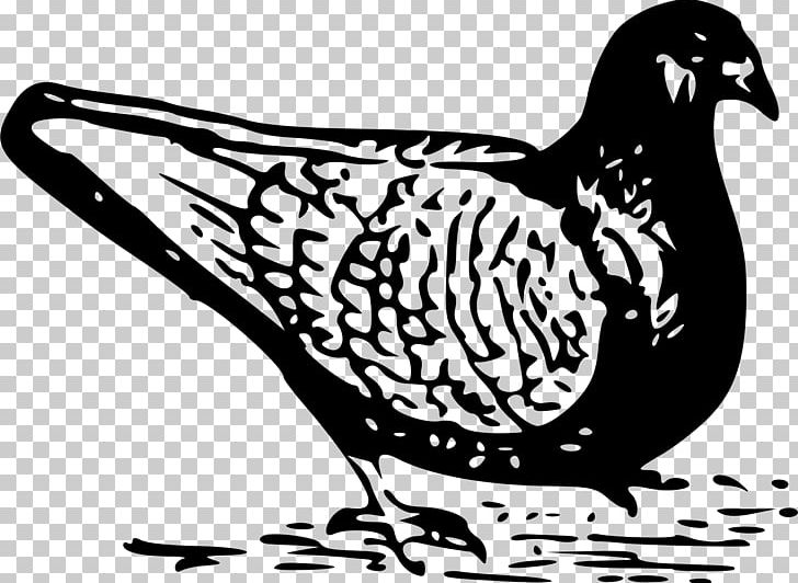 Columbidae Domestic Pigeon Bird PNG, Clipart, Animal, Animals, Artwork, Beak, Bird Free PNG Download