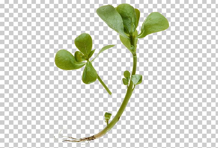 Common Purslane Extract Herb Perforate St Johns-wort Waterhyssop PNG, Clipart, Abstract Lines, Bacopaside, Branch, Chinese, Grass Free PNG Download