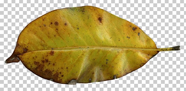 Photoblog Information Photography PNG, Clipart, Blog, Fall, Food, Fruit, Information Free PNG Download